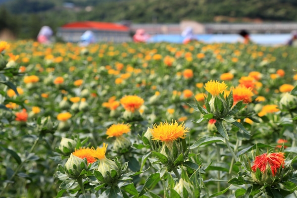 산청약초재배단지 홍화꽃 올해 첫 수확 (사진제공=산청군청)