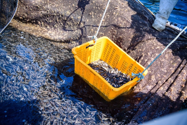 남해군은 지난 19일 적조피해 발생에 앞서 미조면 조도해역 가두리양식장의 어류를 방류하고 있다. (사진제공=남해군청)