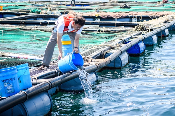 남해군은 지난 19일 적조피해 발생에 앞서 미조면 조도해역 가두리양식장의 어류를 방류하고 있다. (사진제공=남해군청)