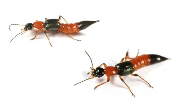 속칭 화상벌레라고 불리는 청딱지 개미 반날개. (진주시청 제공)