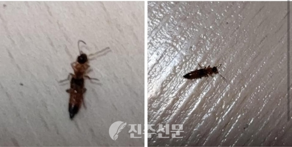 지난 27일 오후 11시경 진주시 하대동의 한 아파트에 거주하는 이모 씨가 집 안에서 화상 벌레로 의심되는 곤충을 발견하고 찍은 사진.