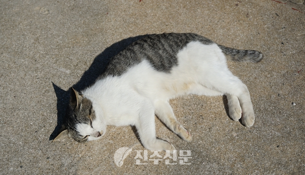 고양이. © 진주신문