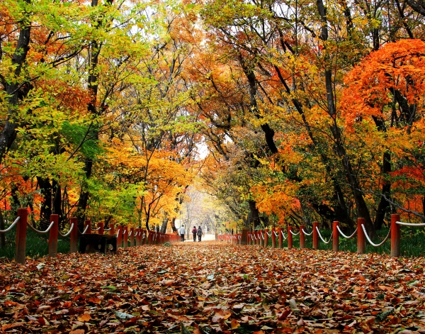 2010년 11월 9일 상림공원 사진. (사진제공=함양군청)