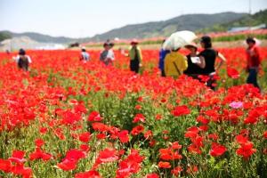 ‘향기로운 꽃천지’, 하동 북천 꽃양귀비축제 개막