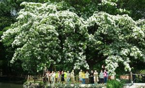 오월의 하얀 이팝나무 꽃