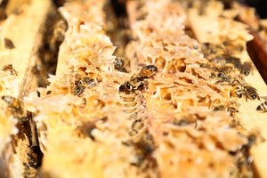 진주시, 꿀벌 질병 구제약품 무상 공급